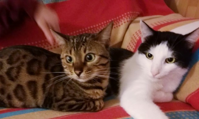 Моя красотка