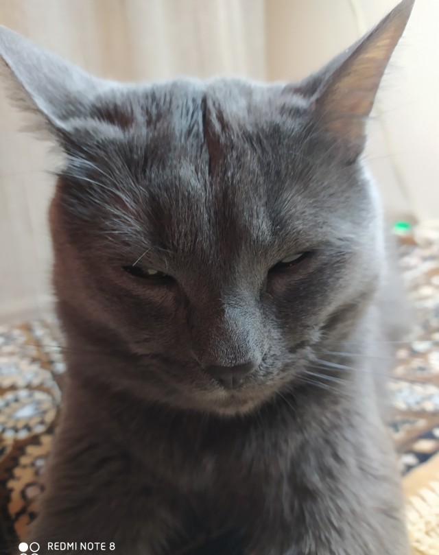Коты их видят...