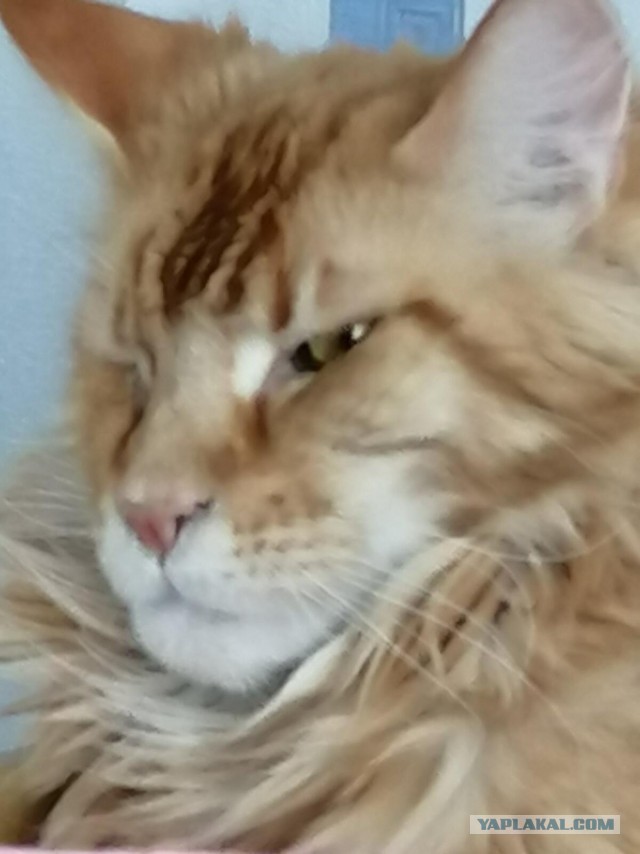 К Котовторнику