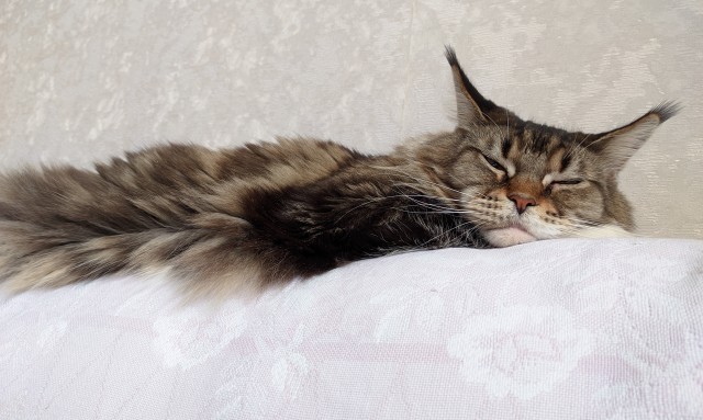 Хоба! Котовторник!