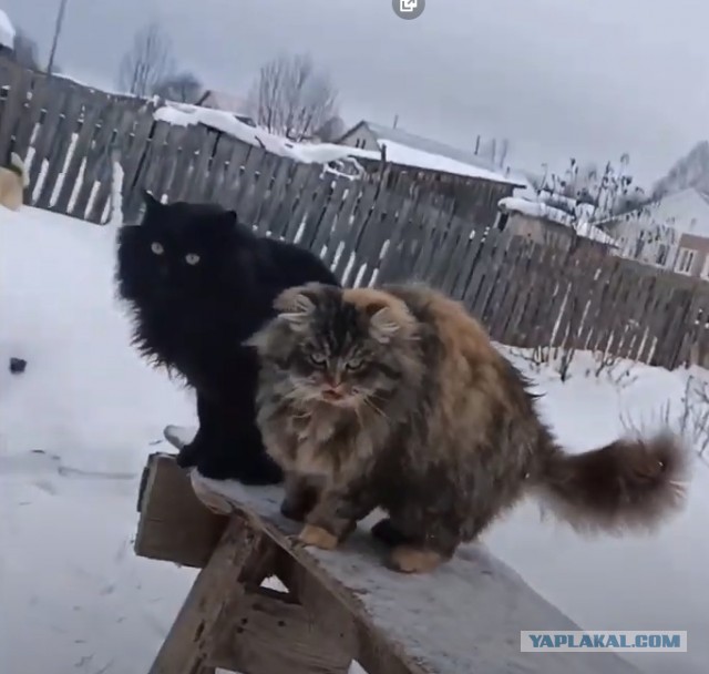 Умеют
