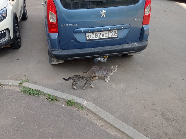 Котовторник (свои добавляем)
