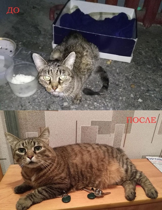 Вилли