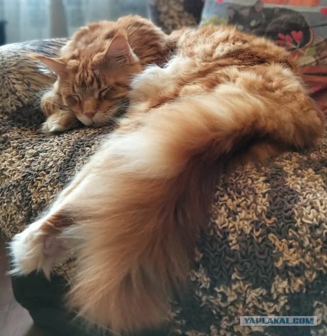 Котовторник. Картинки и буквы 08.02.22