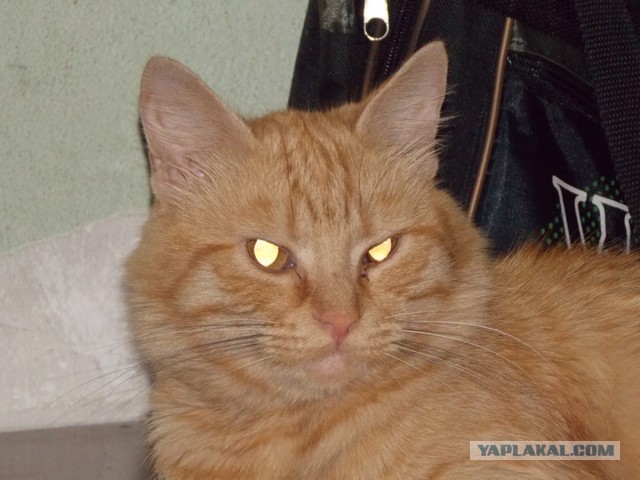 Не буду я ждать котовторника!
