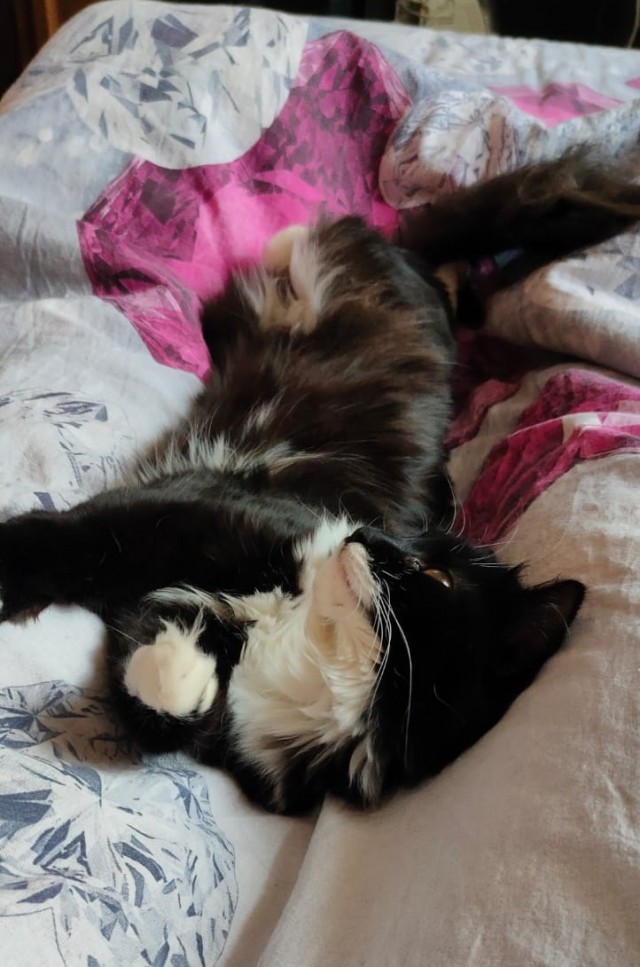 Котовторник вроде.