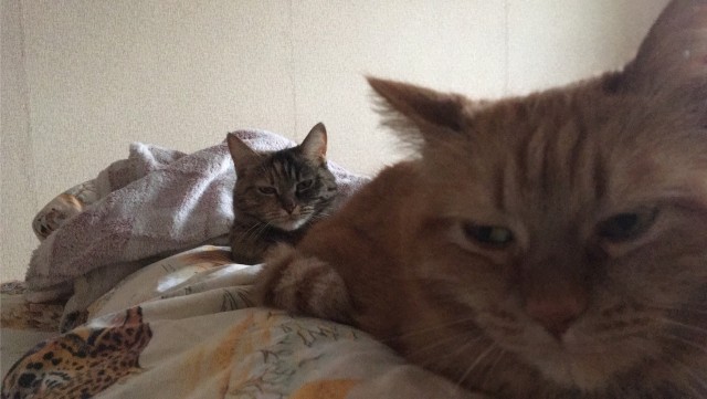 Котовторник ведь начался!
