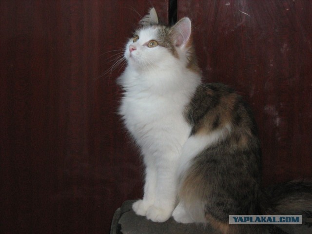 Начну котовторник чуть раньше!