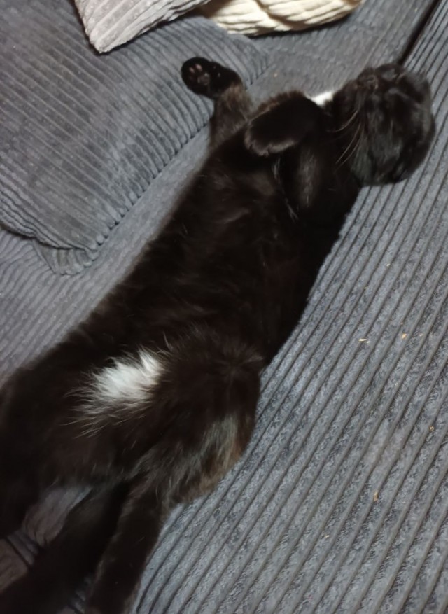 Котовторник 18.10.22