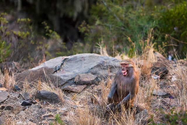 Финалисты ежегодной премии Comedy Wildlife Photography Awards