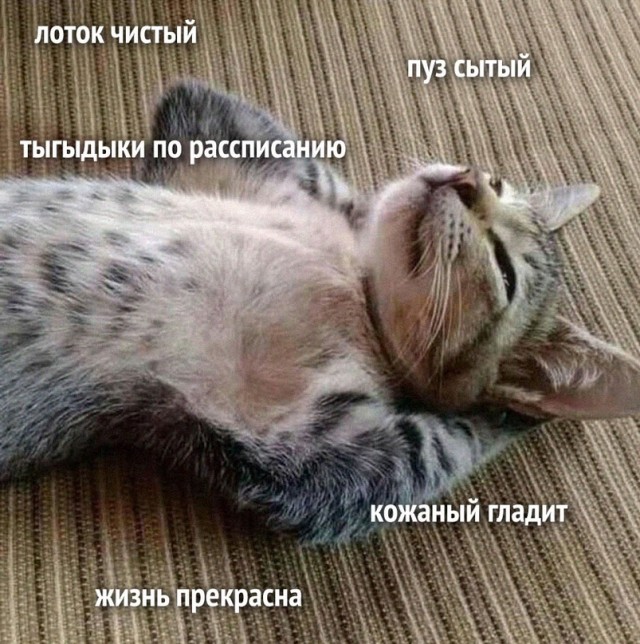 Картинки и мемы для настроения - 133