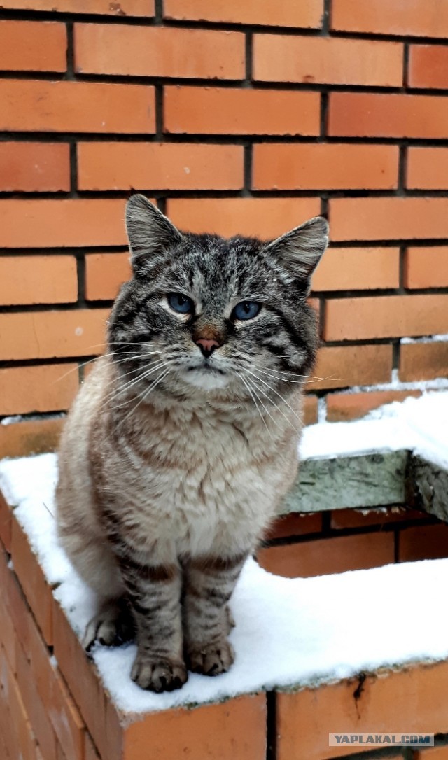 Кошка из Игры престолов