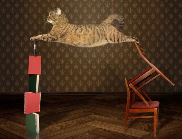 Котики - это животные, которые не поддаются дрессировке
