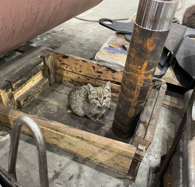 Коты на производстве