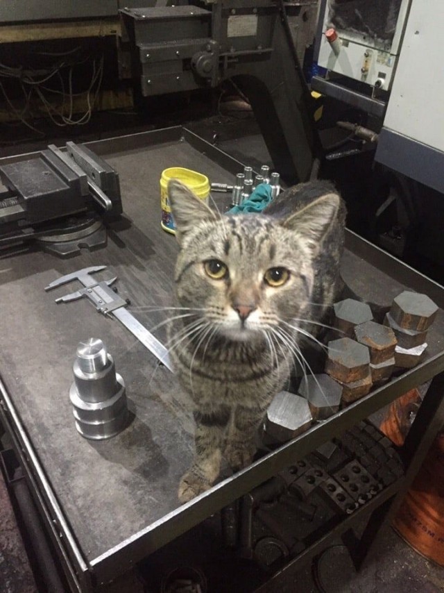 Коты на производстве