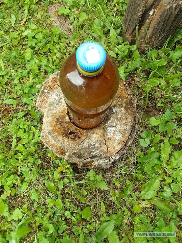 И снова про грибы