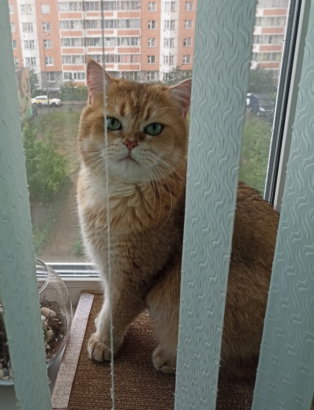 Подборка котов, нашедших свой дом