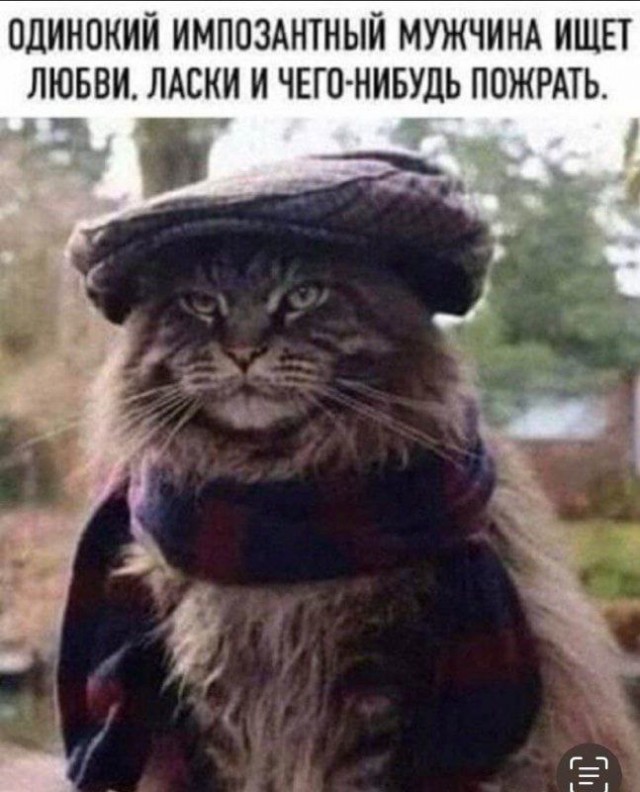 Котовтоник в картинках