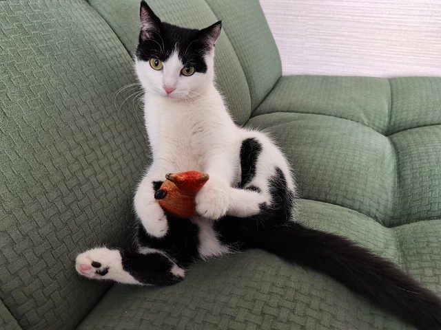 Котовторник