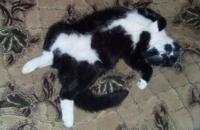 Принимайте в клуб! Котовторник же