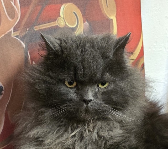 Кот с человеческим лицом.