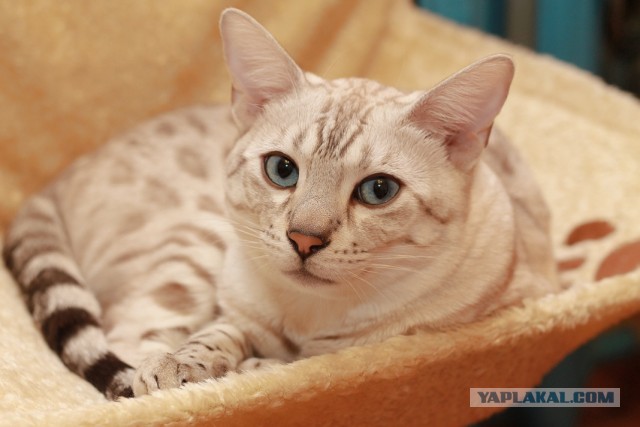 О бенгальских котах на наглядном примере