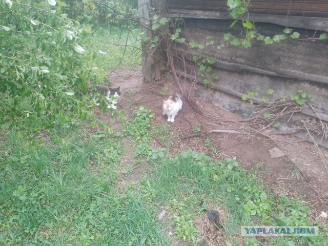 Жизнь домашнего приюта для котеек 544