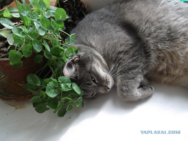 Котовторник 25.06.2013