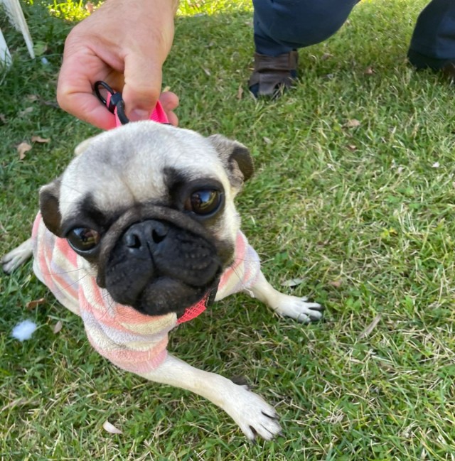 Мопсы в добрые руки