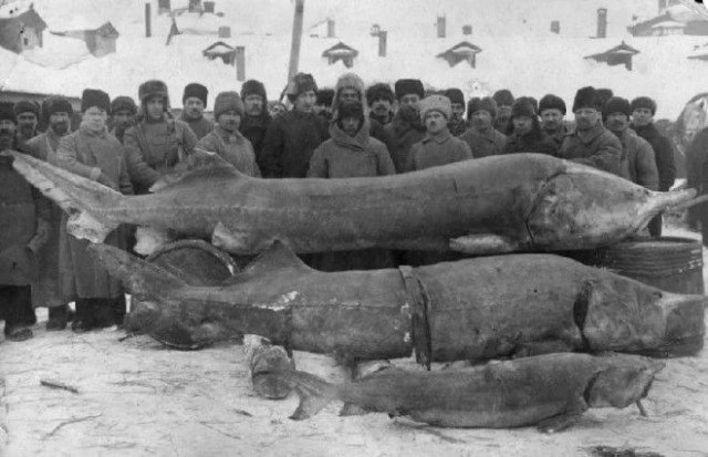 «Ловись рыбка большая...» Рыболовный бум в СССР. И четверг, рыбный день однако