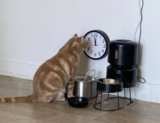 Дед Мороз 2025