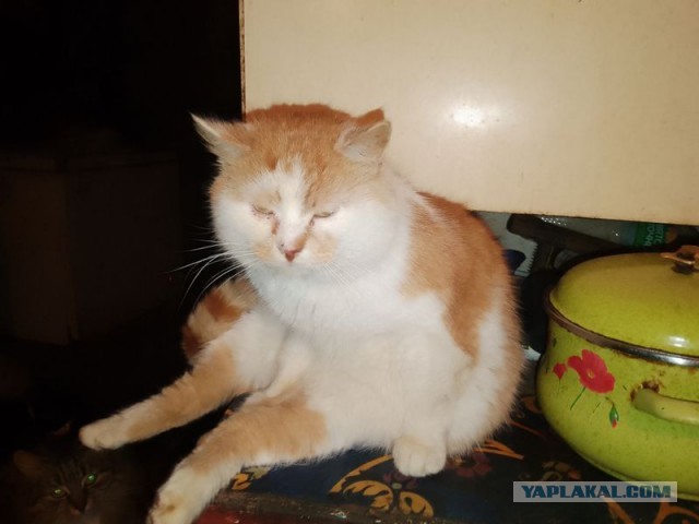 Жизнь домашнего приюта для котеек 569