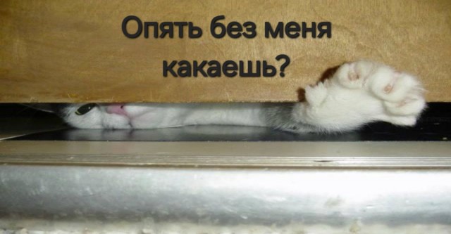 Дегрономикон. Дюжина