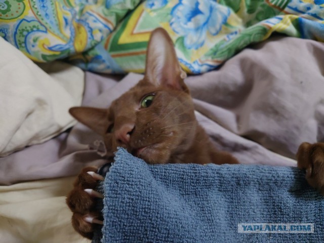 гамак котам, на окно.