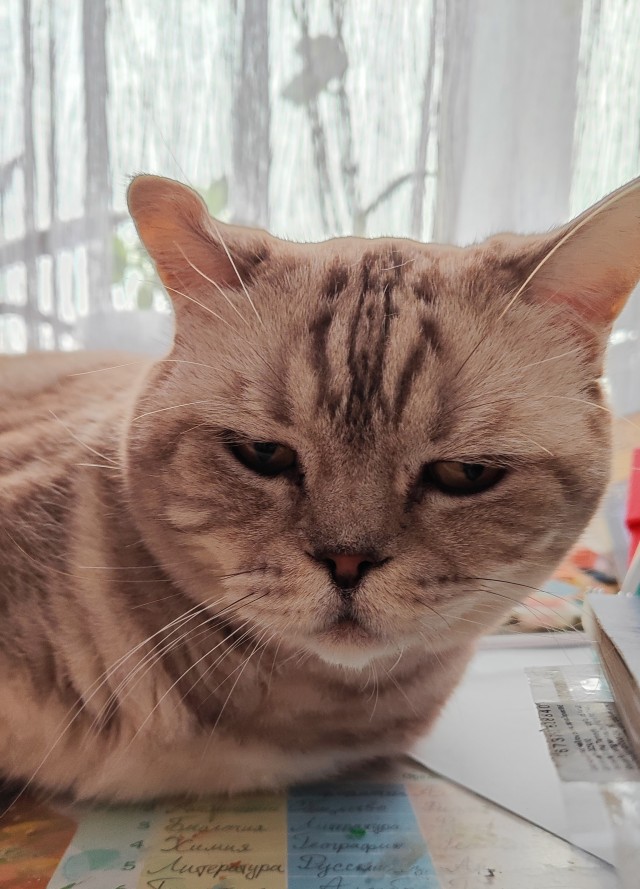 Снова наши коты