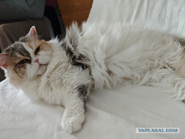 Рандомных фото котов тред — 2