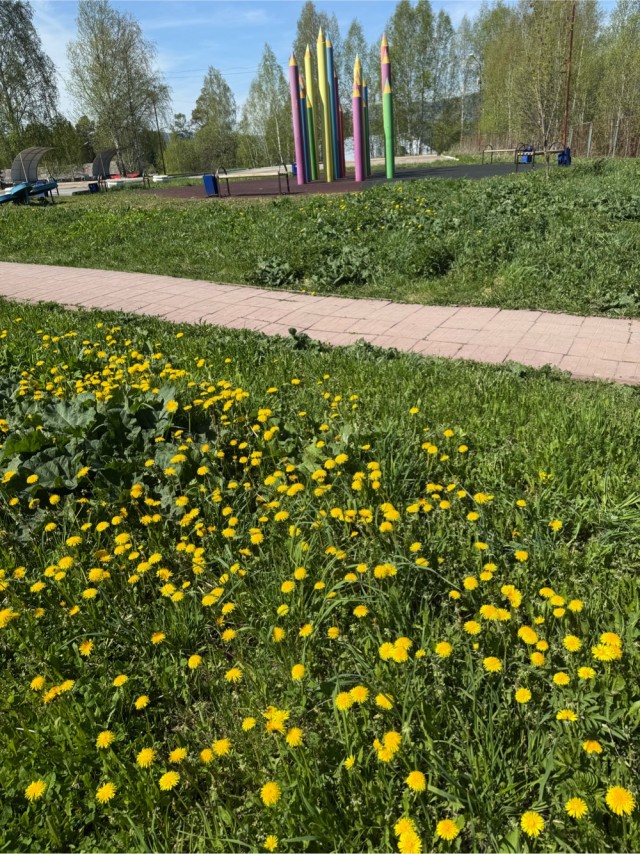 Как давно Вы лежали на одуванчиковом поле?)