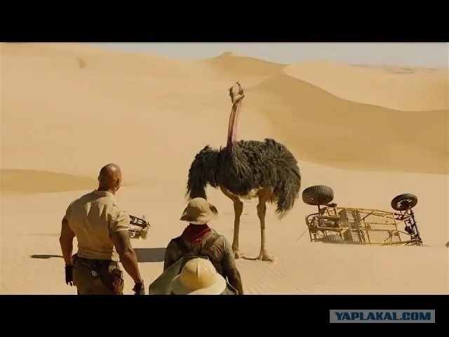 Дерзкий страус не вывез