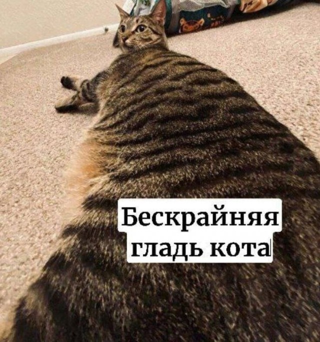 На уходящий котовторник