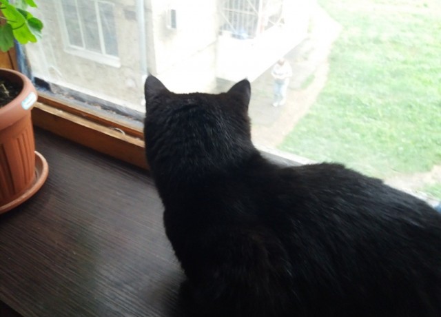 Котовторник 11.08.