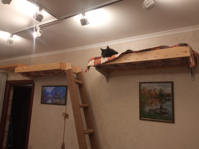 Котенок с 29 (!) пальцами на лапах попал в Книгу рекордов Гиннесса