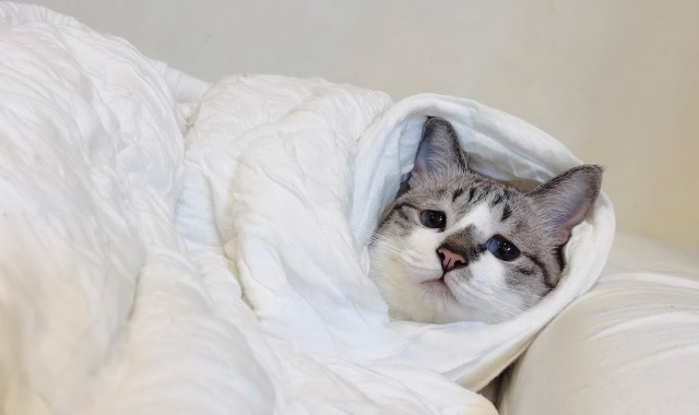 Печальная кошка