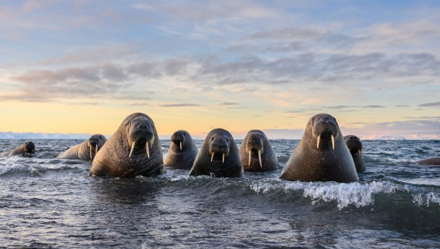 Снимки финалистов конкурса Nikon Comedy Wildlife Awards 2026