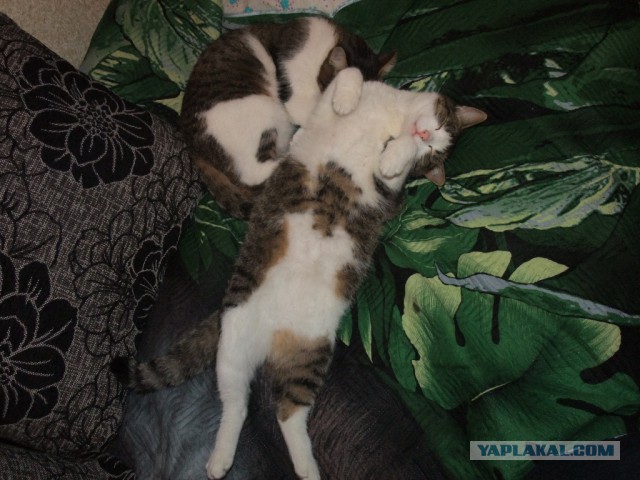 Котовторник 12.11.2013