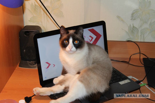 Мой котэ