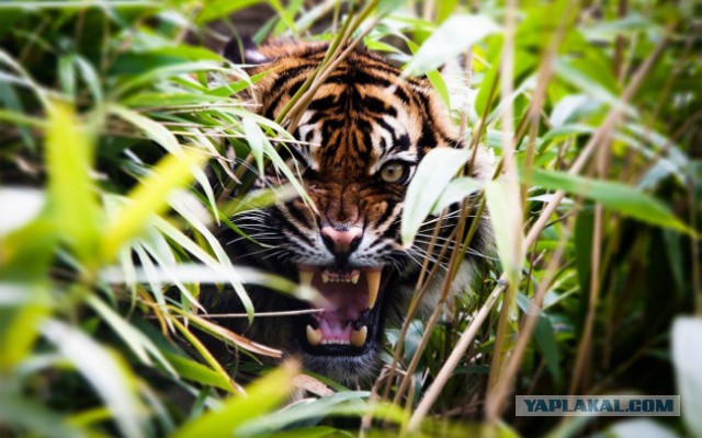30 самых удачных фотографий января