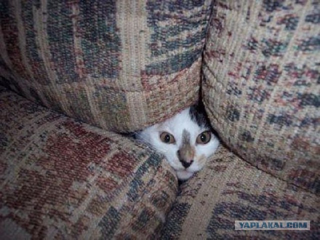 А где прячется ваш кот?