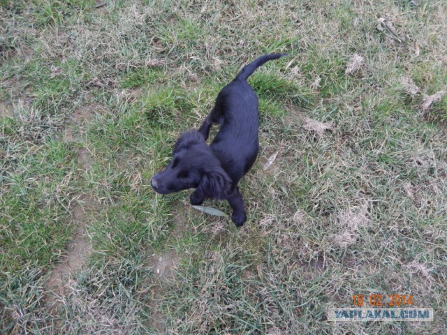 Два дня на Олимпиаде