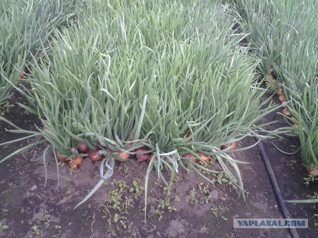 Любителям зелени