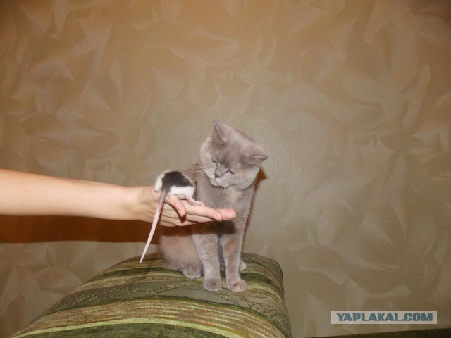 Котовторник 17.06.2014
